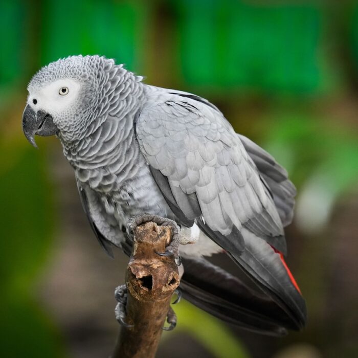 African Grey Parrot