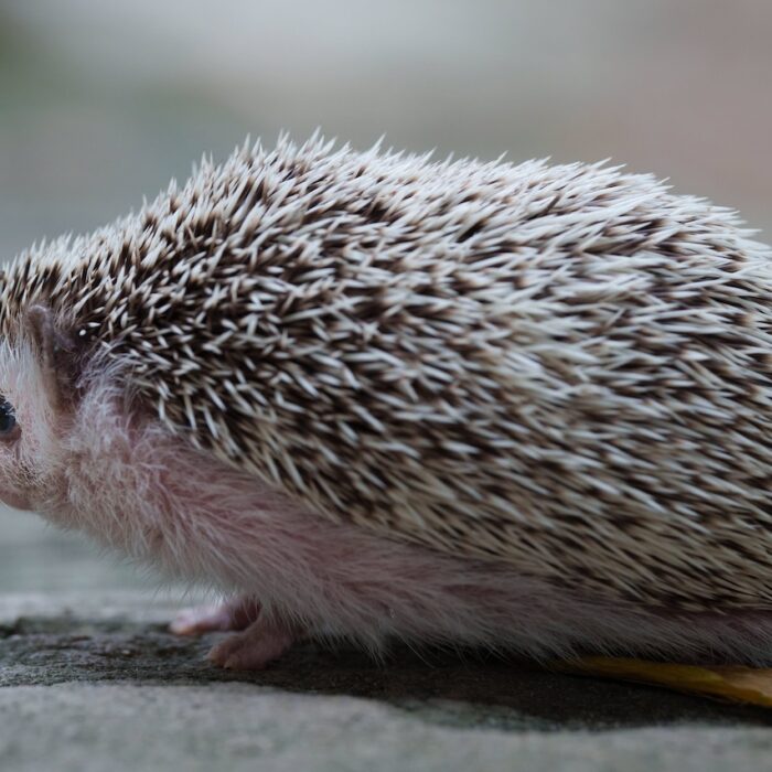 African Pygmy Hedgehog