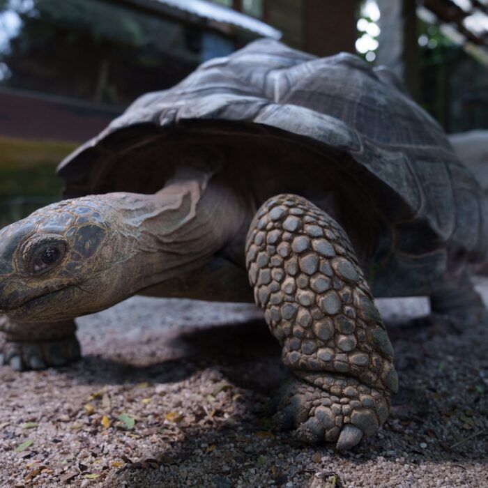 Aldabra Giant Tortoise