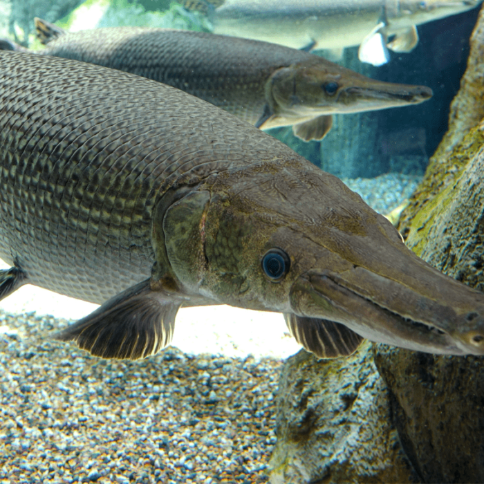 Alligator Gar