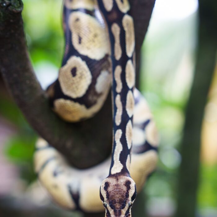 Ball Python