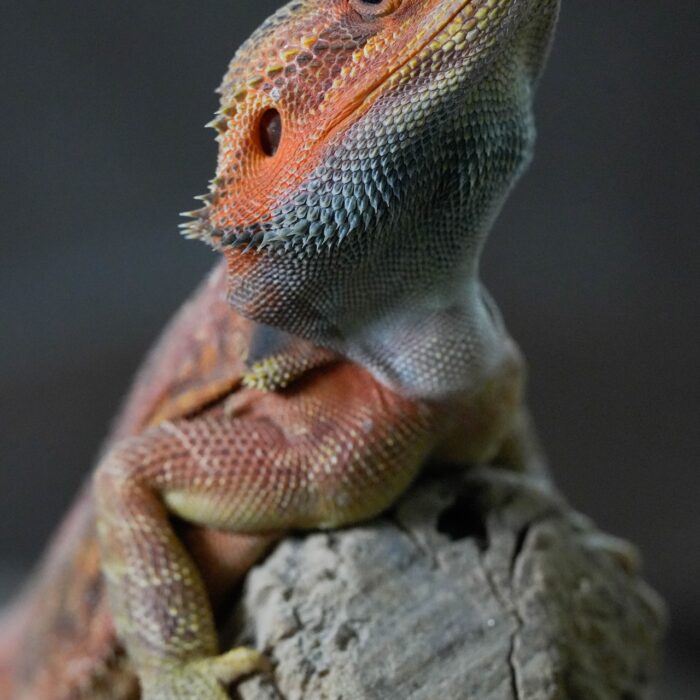Bearded Dragon