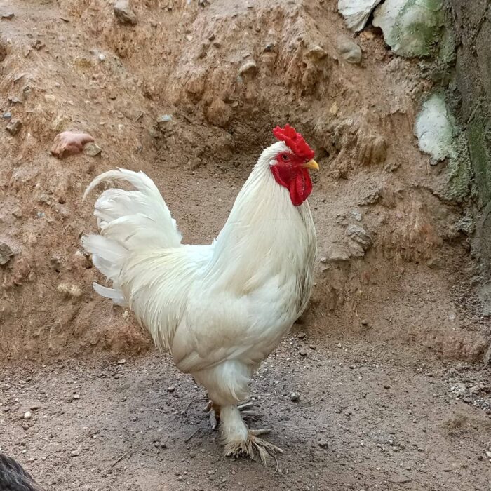 Brahma Chicken