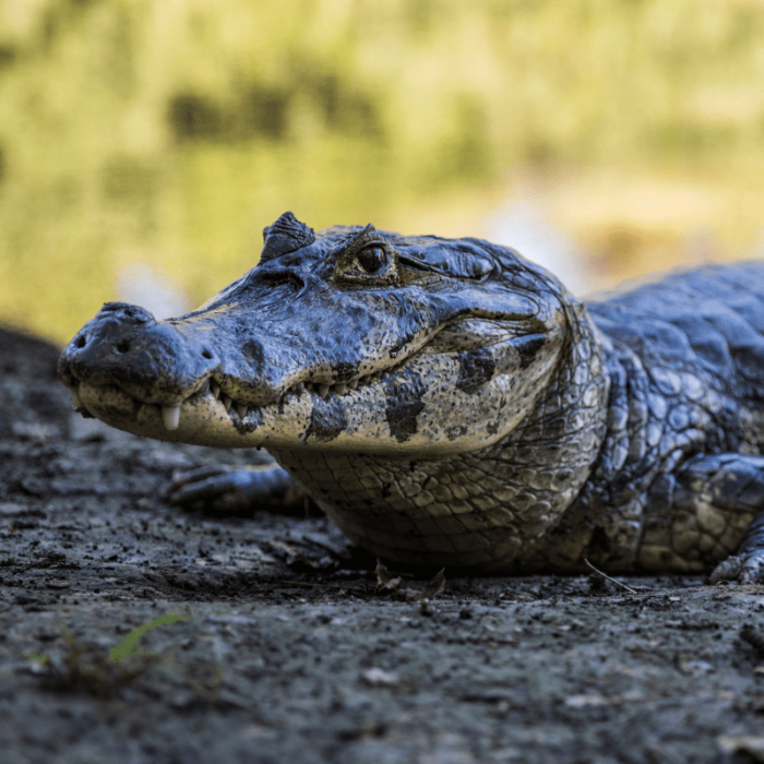 Cuvier's Dwarf Caiman