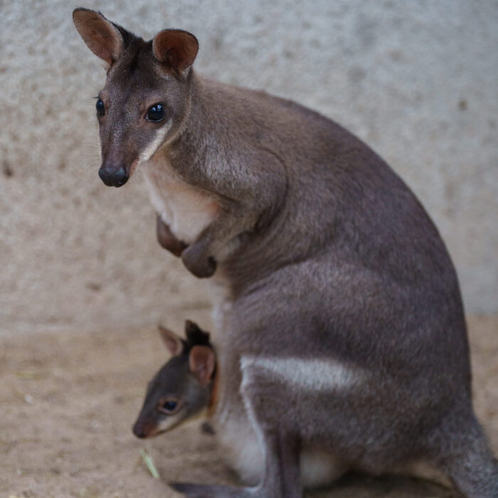 Dusky Wallaby