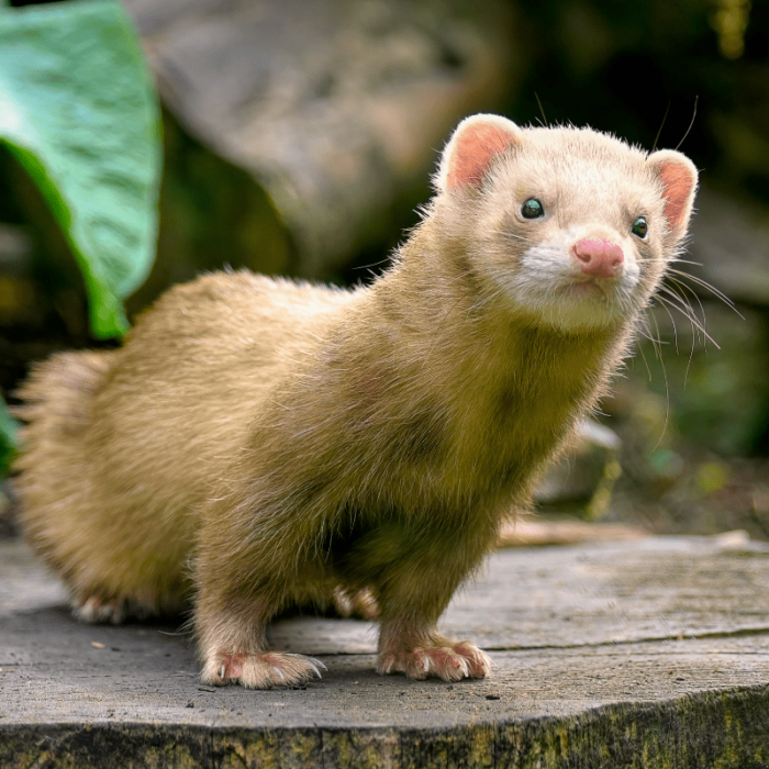 Ferret