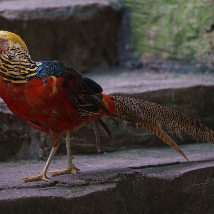 Golden Pheasant