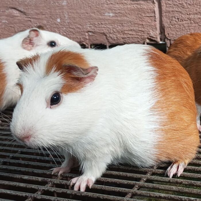 Guinea Pig