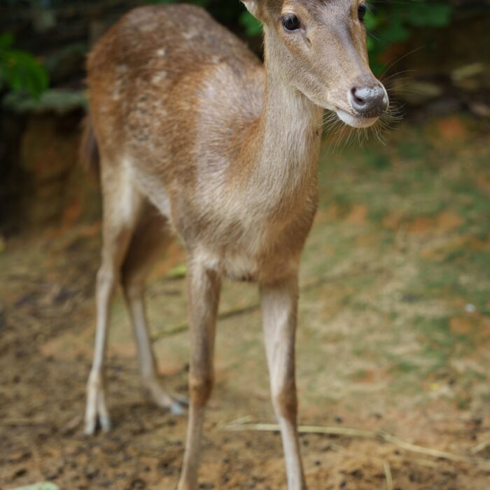 Javan Deer