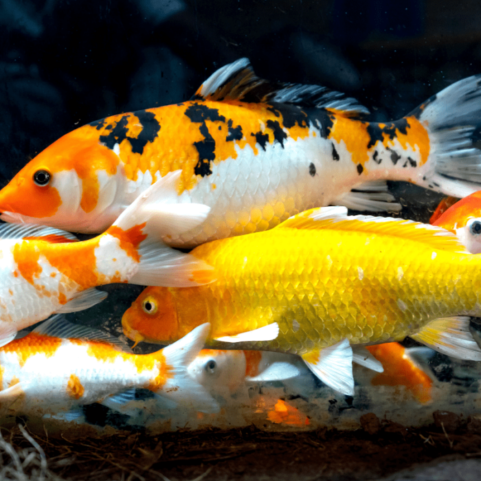 Koi Fish