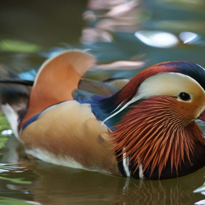 Mandarin Duck