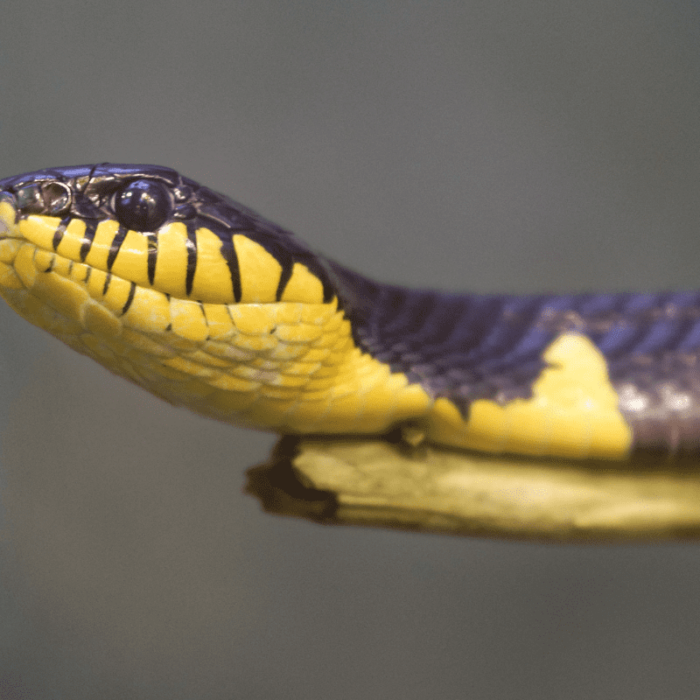 Mangrove Snake