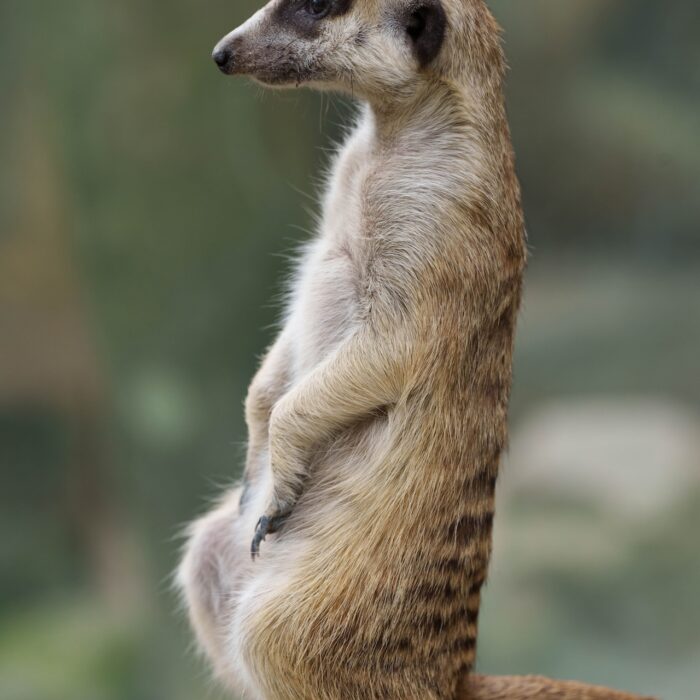 Meerkat
