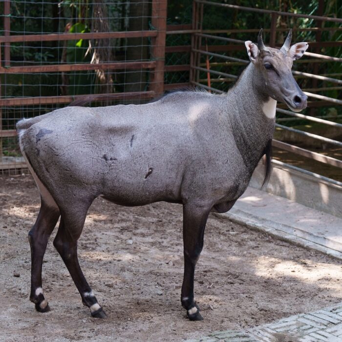 Nilgai