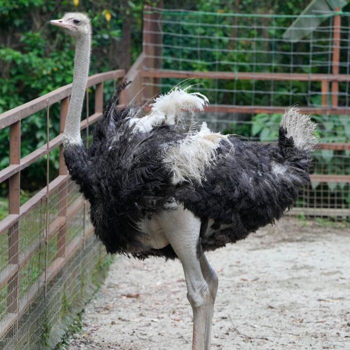 Ostrich