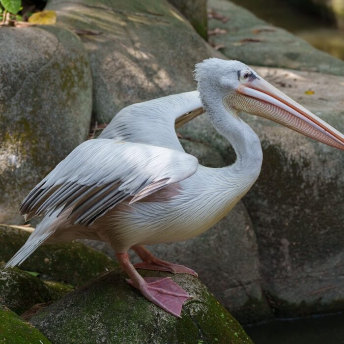 Pink-Backed Pelican