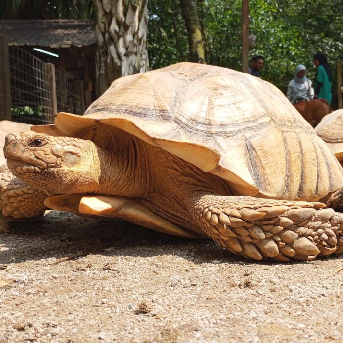Sulcatta Tortoise