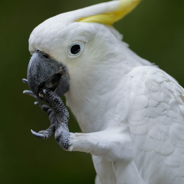 Sulphur-Crested Cockatoo
