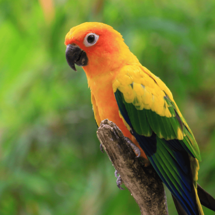 Sun Conure