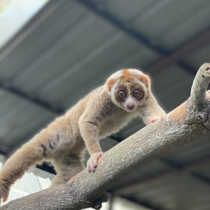 Sunda Slow Loris