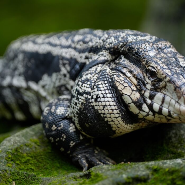 White & Black Tegu