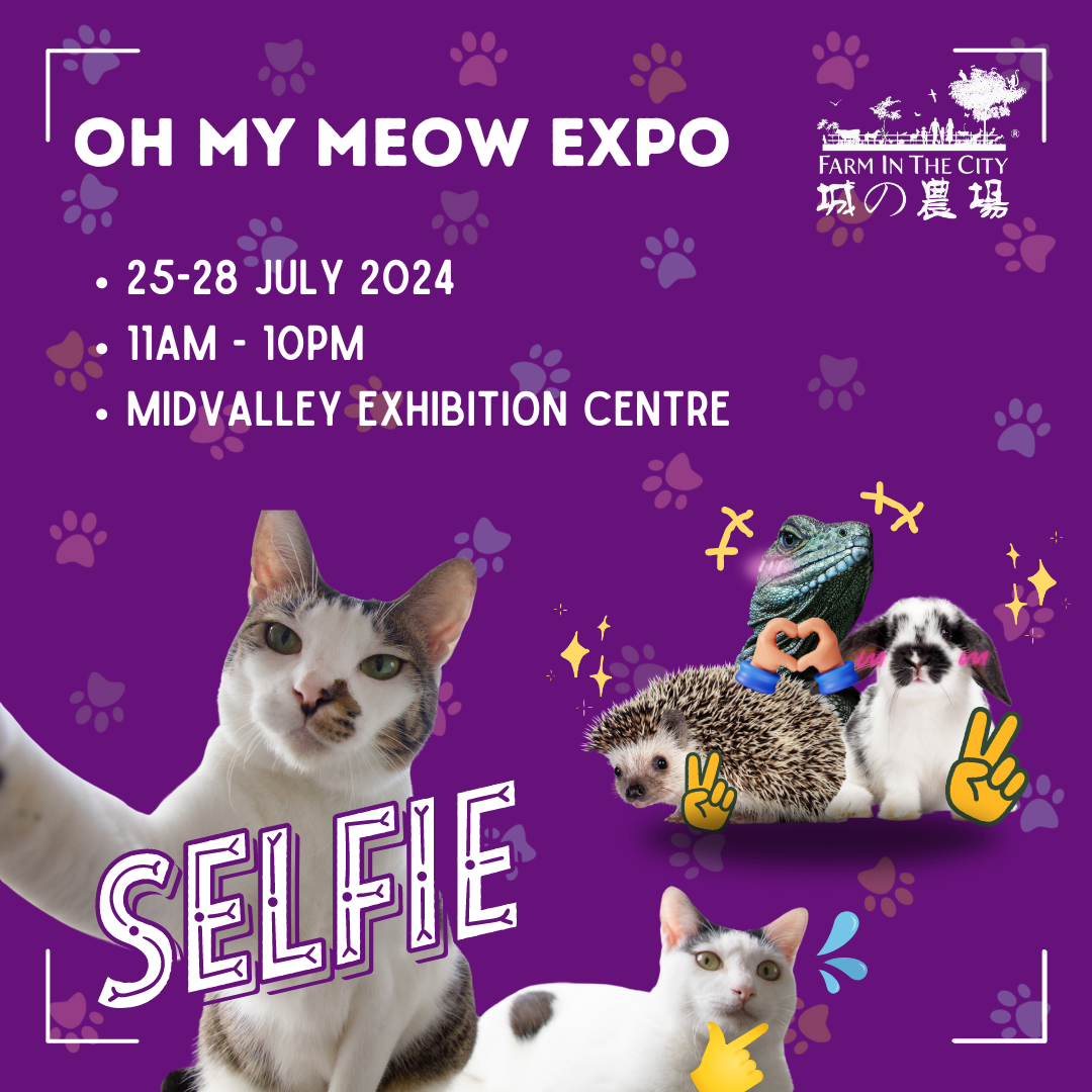 Cat Lovers Alert 🚨See you at Oh My Meow Expo 🐈✨🐾