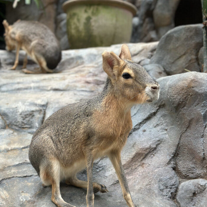 Patagonian Mara