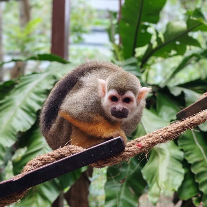 Squirrel Monkey