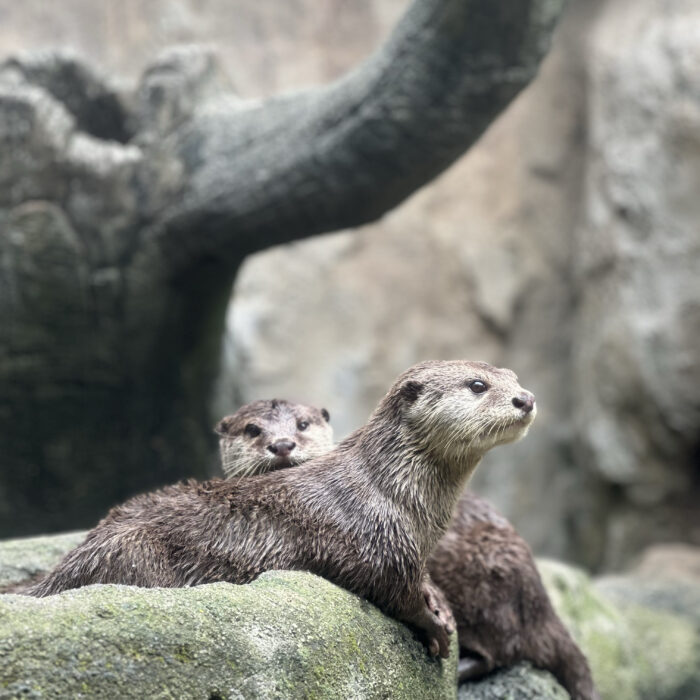 Asian Small-Clawed Otter
