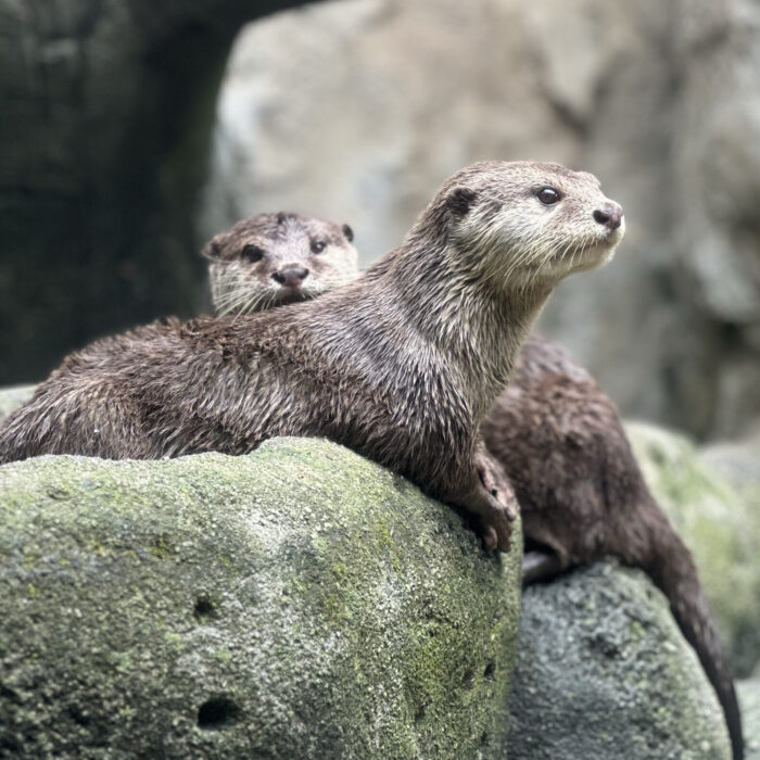 Asian Small-Clawed Otter