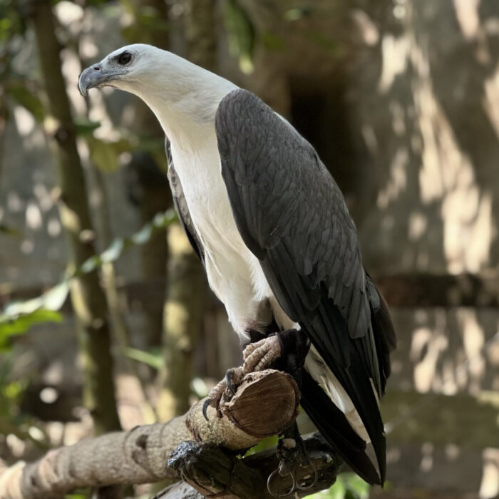 White Bellied Sea Eagle