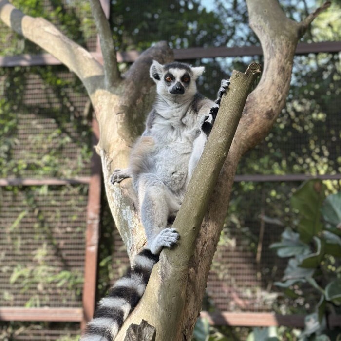 Ringtailed Lemur