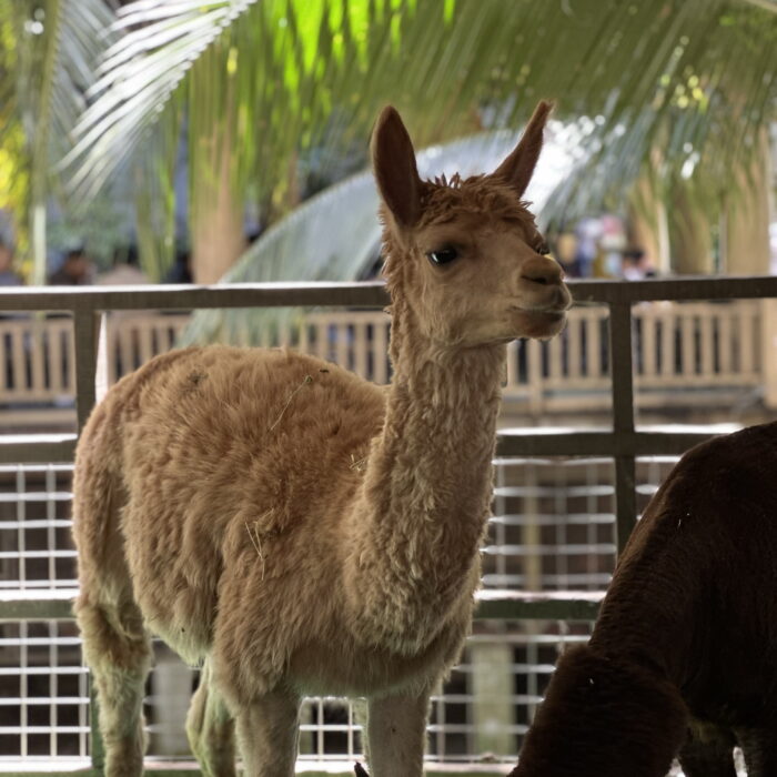 Alpaca