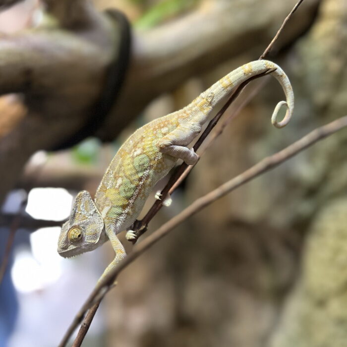 Veiled Chameleon