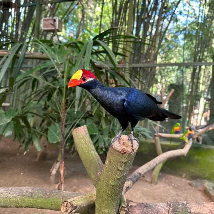 Violet Turaco