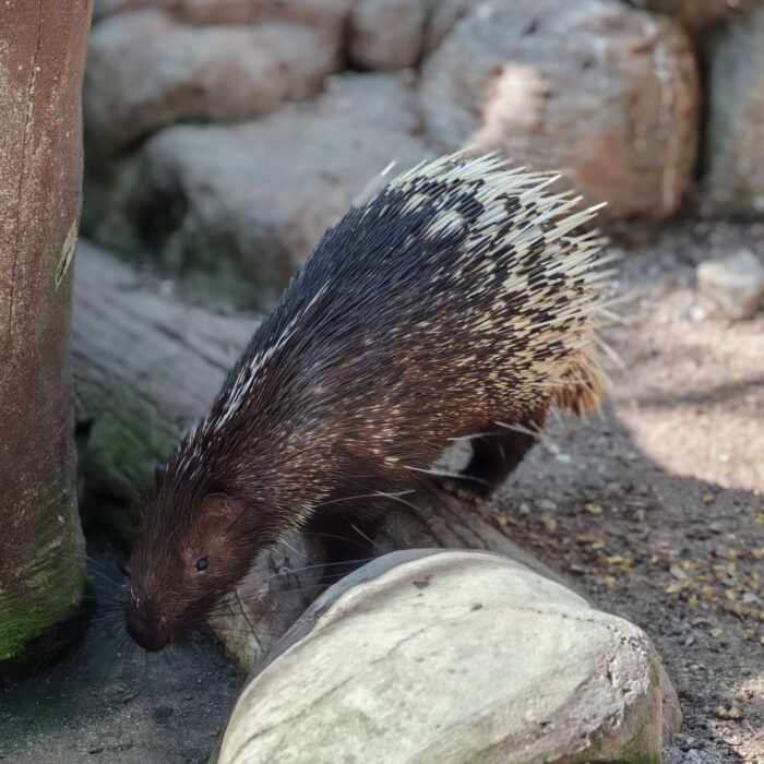 Malayan Porcupine