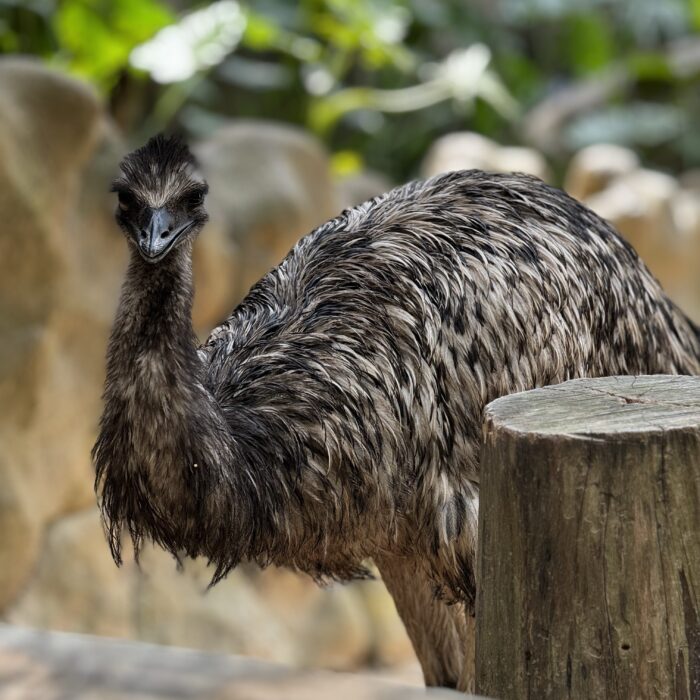 Emu
