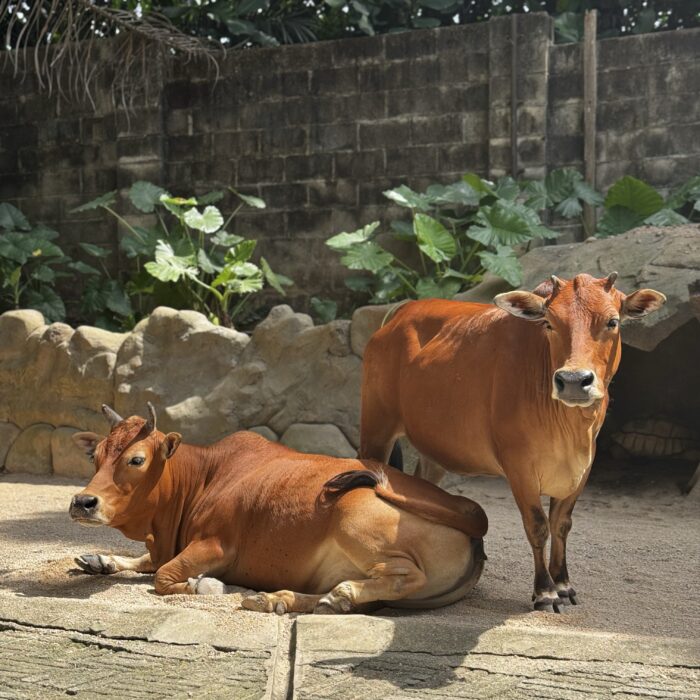 Miniature Cow