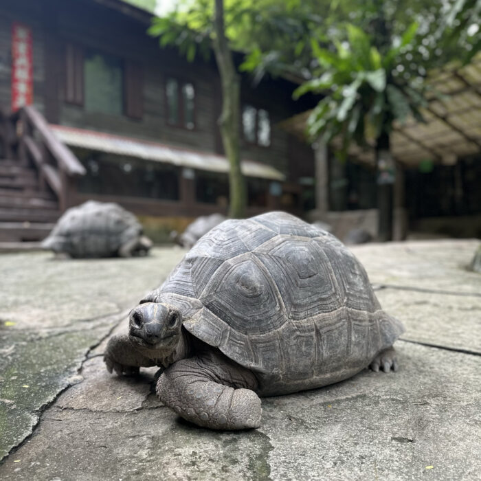 Aldabra Tortoise