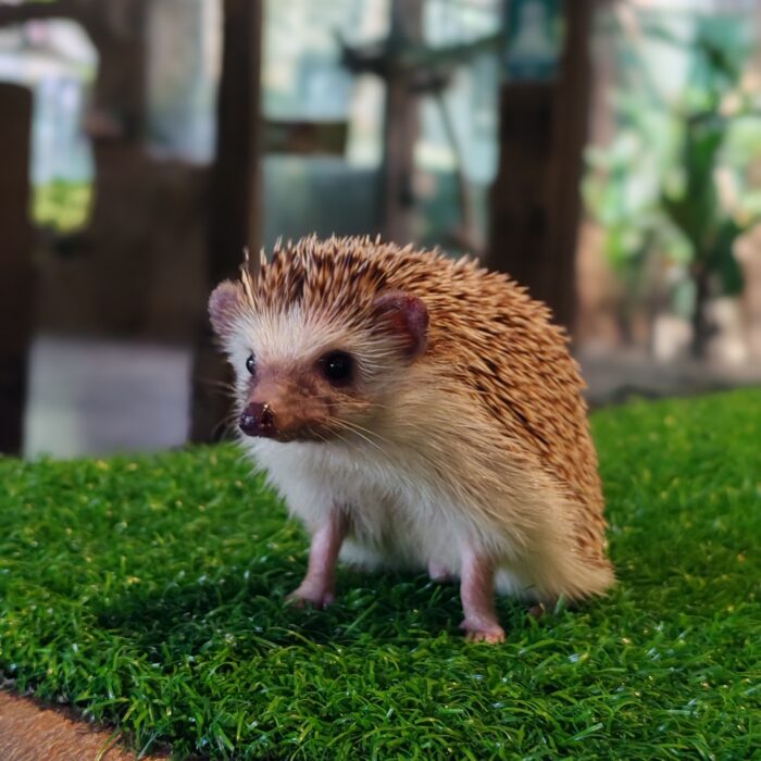 Pygmy Hedgehog