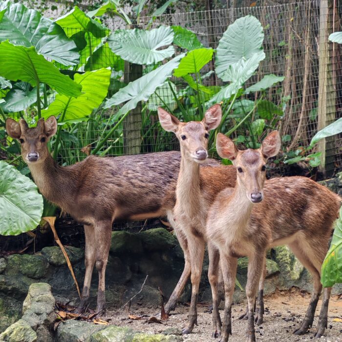 Javan Deer