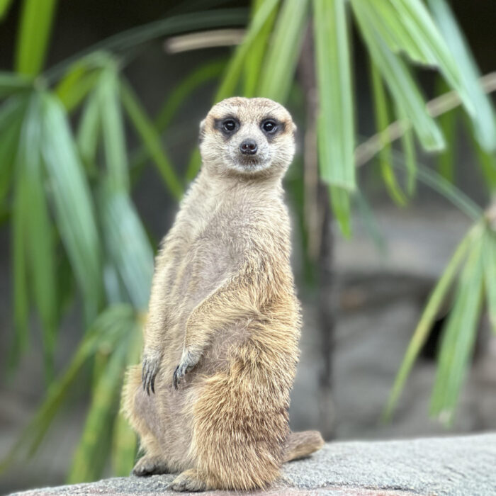Meerkat