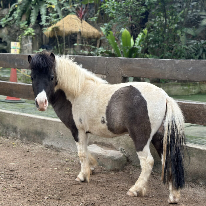 Falabella Horse