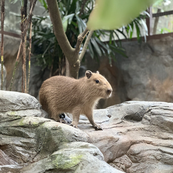 Capybara