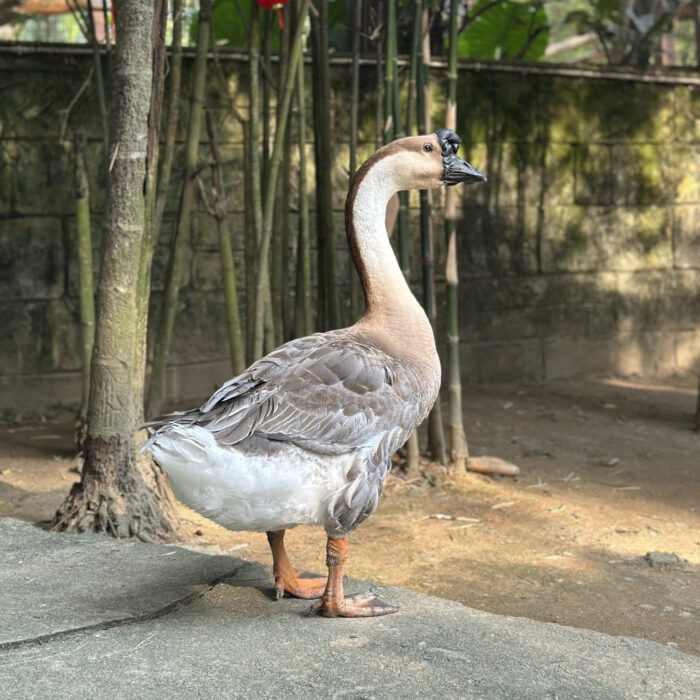 Chinese Goose