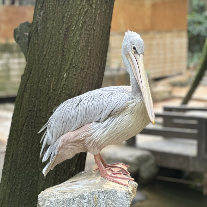 Pink-Backed Pelican